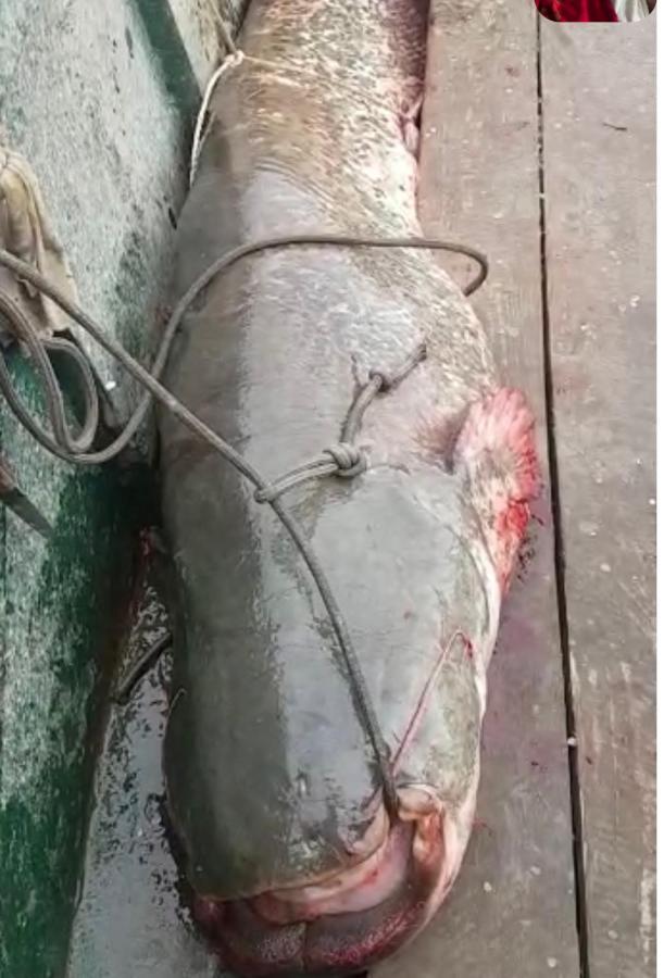 Smestaj Zeka Tekija Tekija  Εξωτερικό φωτογραφία